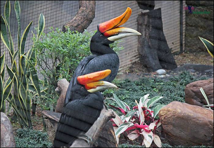 Hornbills in Aviary