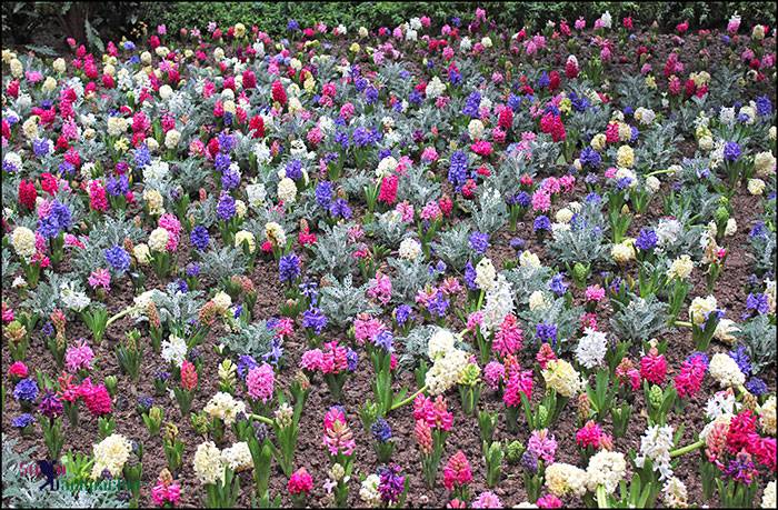 Hyacinths Flowers in Kowloon Park