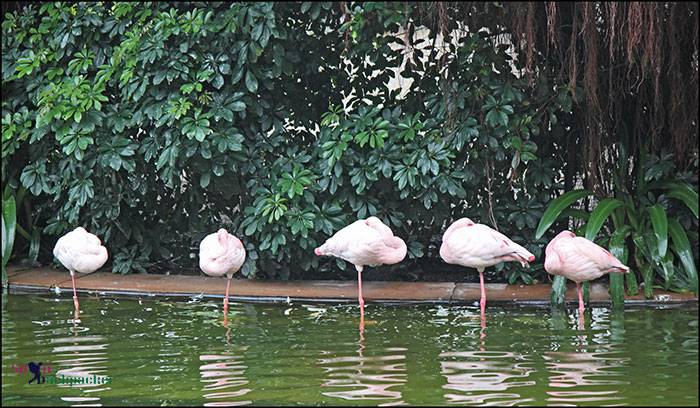 Meditating Flemingos in Kowloon Park