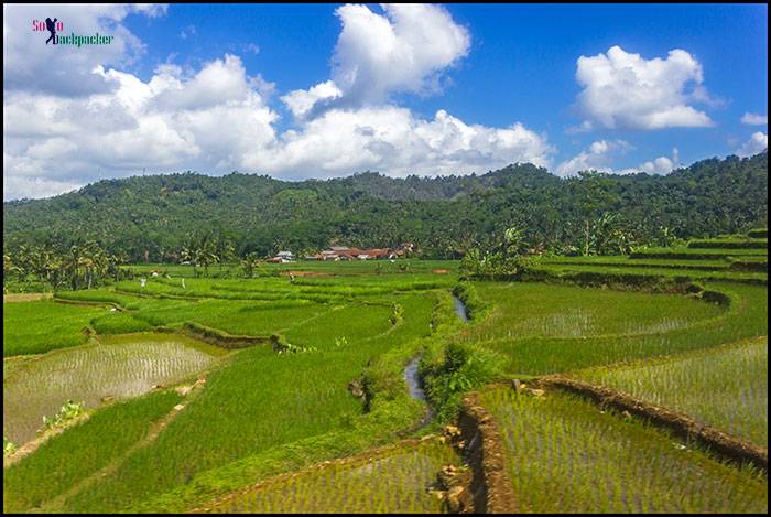 Paddy Fields in Java