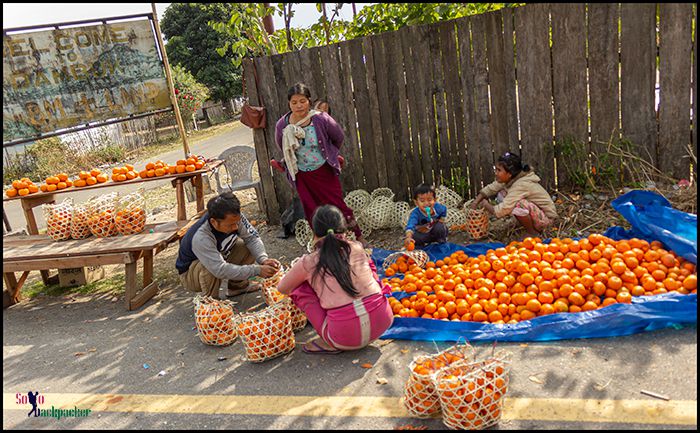 Oranges at Dambuk Village
